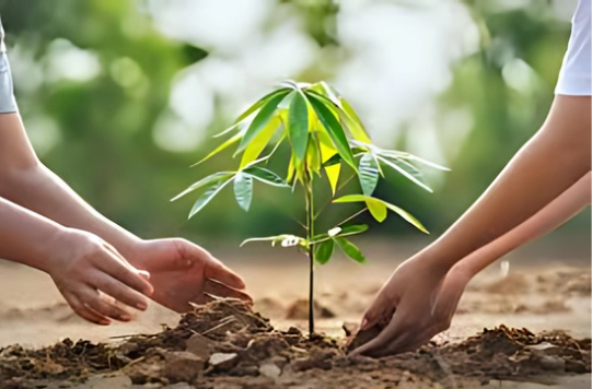 Tree Plantation